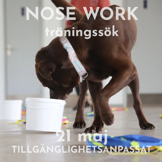 Bild på Nose Work träningssök behållarbus 21/5