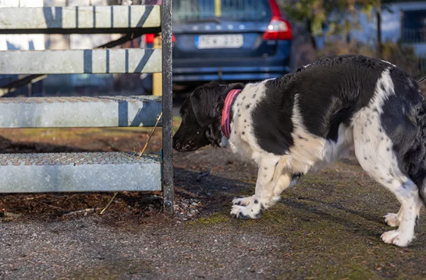 Bild för kategori Tävling