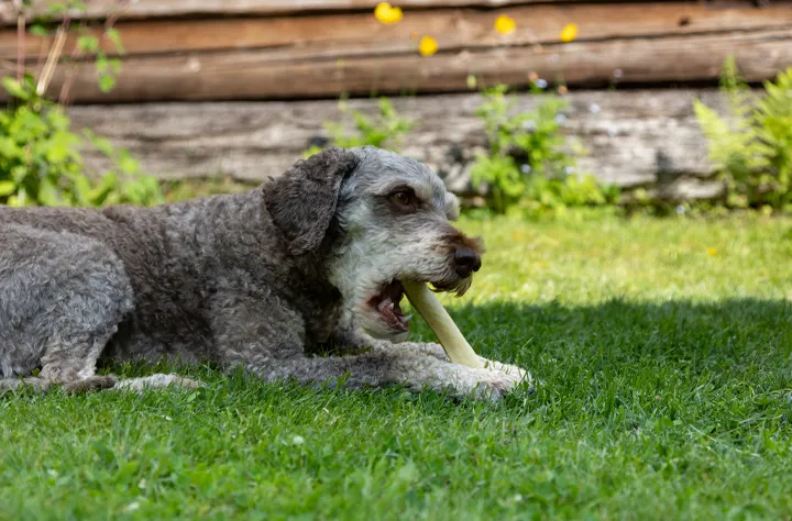 Bild för kategori Till mellan hund