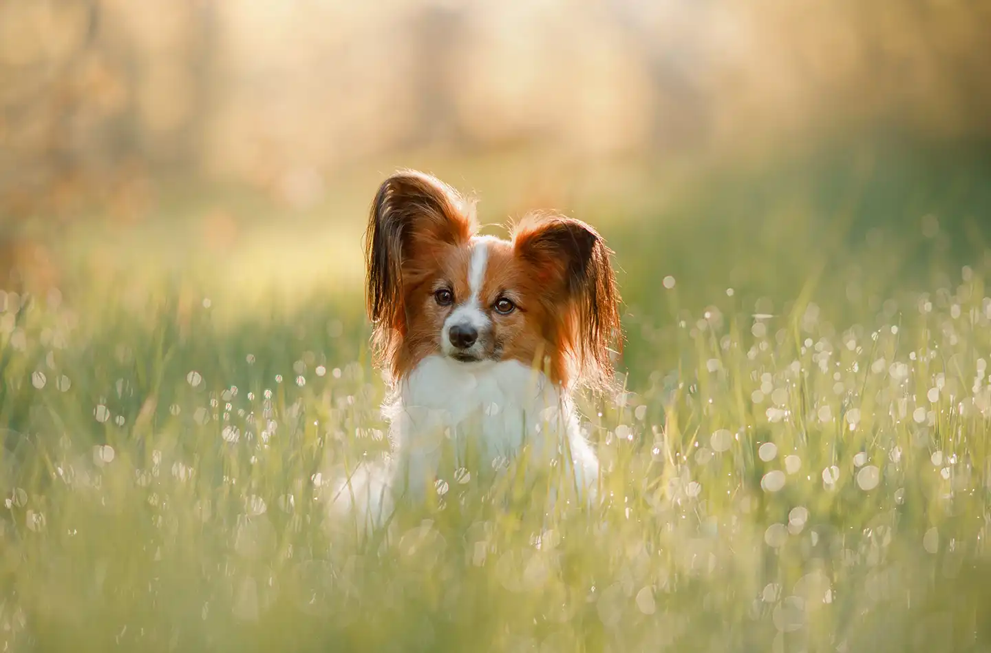 Bild för kategori Till liten hund