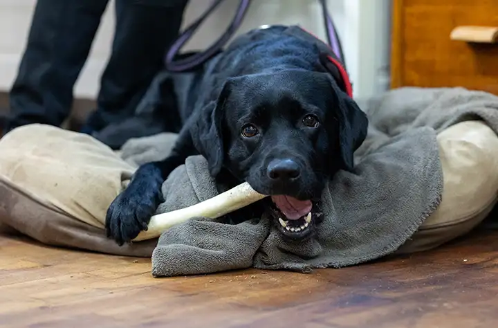 Bild för kategori Till stor hund