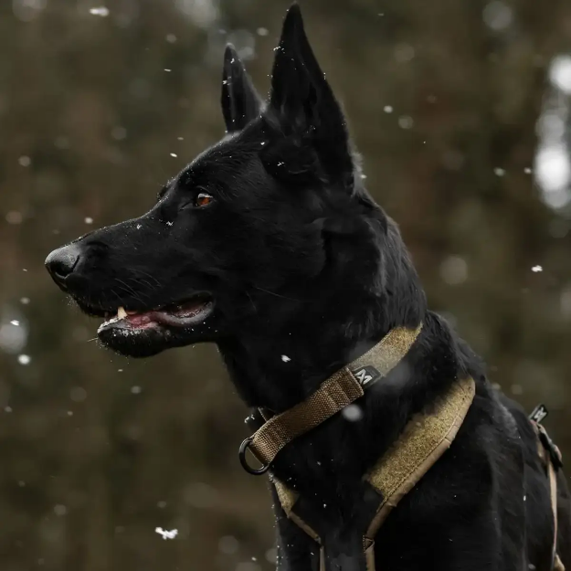 Bild på Non-stop dogwear Solid adjustable collar