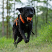 Labrador som apporterar Non-stop Dog throw toy