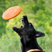 Non-stop Dogwears hundfrisbee