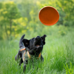 Hundfrisbeen flyger fint i luften