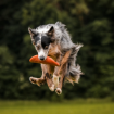 Din hund kan bli en mästasre i att fånga frisbeen