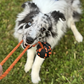 Visa detaljer för Non-stop dogwear Dog ball on rope toy ø 6 cm - hundleksak Ball on rope från Non-stop.