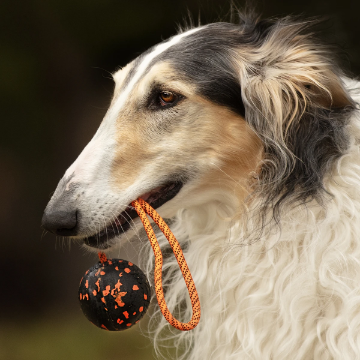 Visa detaljer för Non-stop dogwear Dog ball on rope toy ø 7 cm - hundleksak Dog ball on rope i munnen på en borsoi