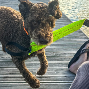 Visa detaljer för Grön bitstock av återvunnen brandslang, två handtag Hunden Charlie springer på en brygga med bitstocken i munnen
