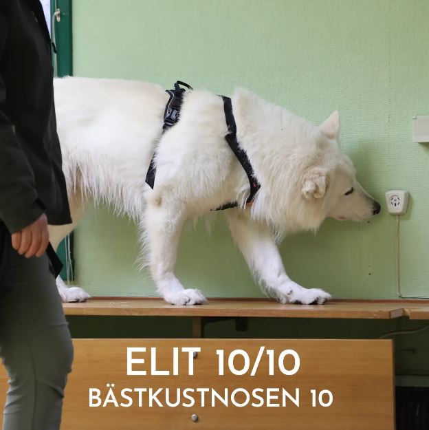 Bild på Officiell tävling NW Elit - BÄSTKUSTNOSEN 10