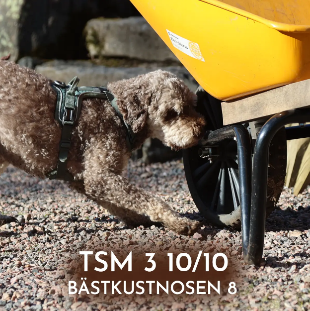 Bild på Officiell tävling NW 3 - BÄSTKUSTNOSEN 8