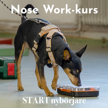 Visa detaljer för Nose Work nybörjarkurs START 1 Bild på Nose Work nybörjarkurs START 1