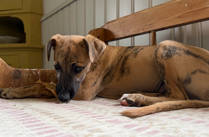 Bild för kategori Tuggben till valp Bild för kategori Tuggben till valp