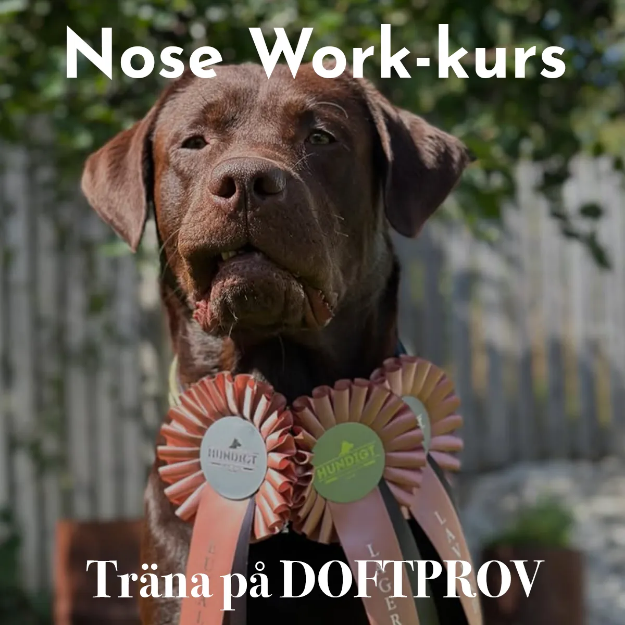 Bild på Nose Work-kurs Träna på doftprov 18/5
