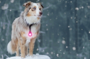 Bild för kategori Säkerhet