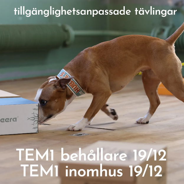 Officiell Nosework-tävling TEM 1 behållare och inomhus
