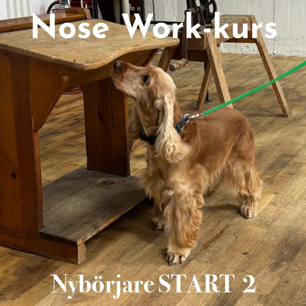 Bild på Nose Work nybörjarkurs START 2 - start jan 2027
