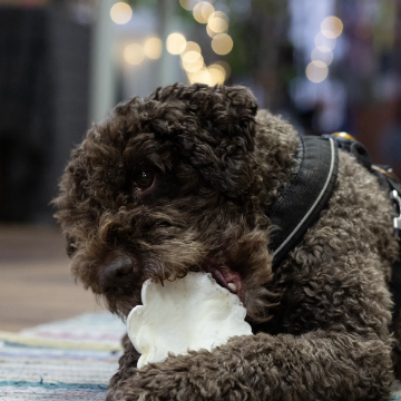 Hund med hundpepparkaka av nöthud
