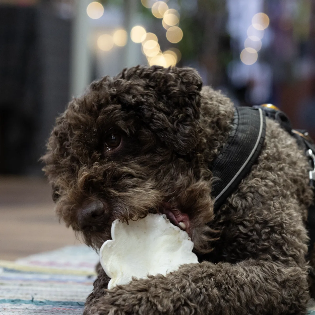 Hund med hundpepparkaka av nöthud
