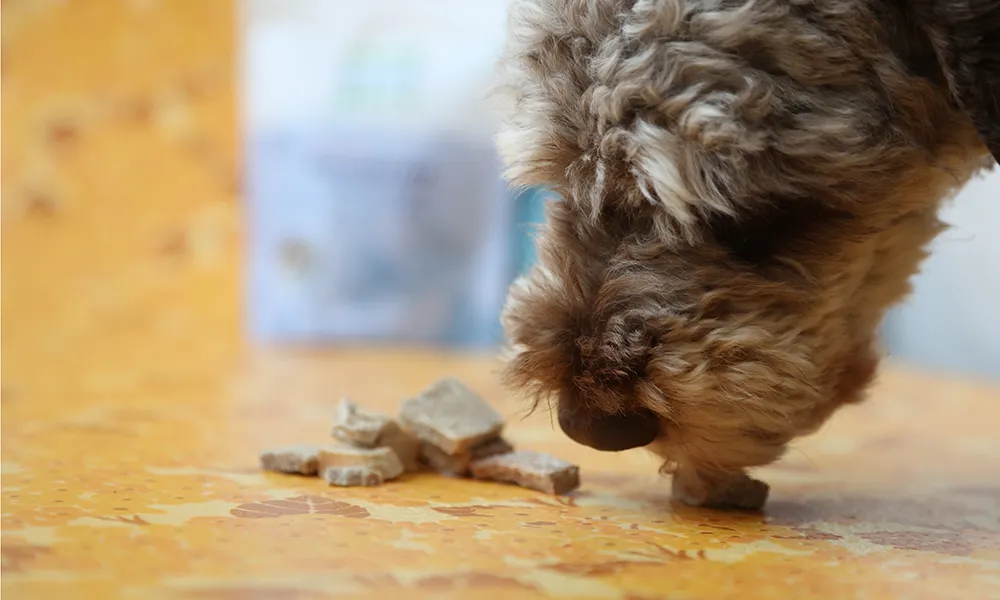 Varför naturligt hundgodis gör skillnad för både hund och hundägare