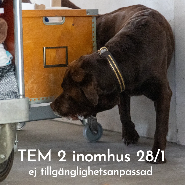 Bild på Officiell tävling Nose Work klass 2