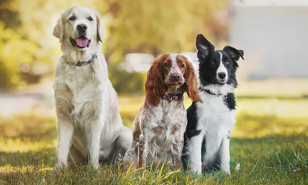 Varför är vom nyttigt för hundar? Naturligt stöd för mage och hälsa.