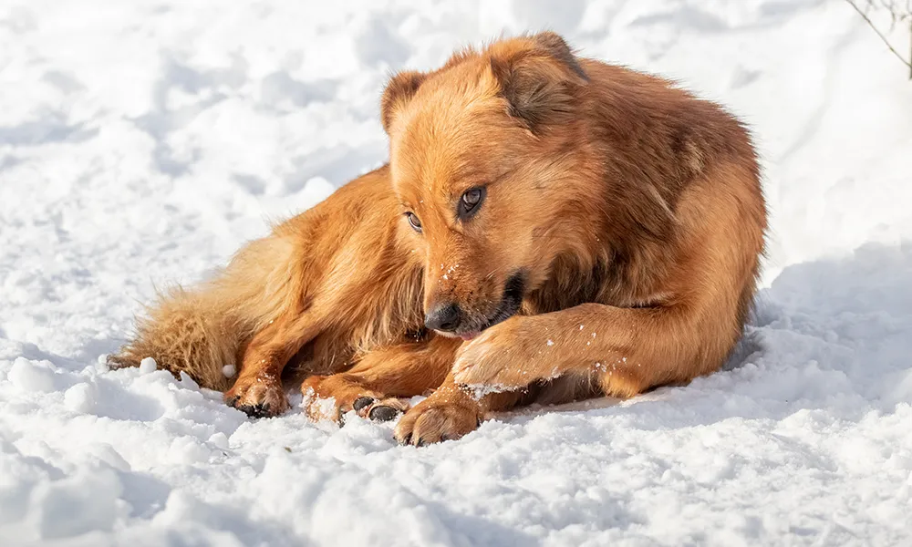 Tassvård för hundar i kallt väder, töväder och på saltade vägar 🐾
