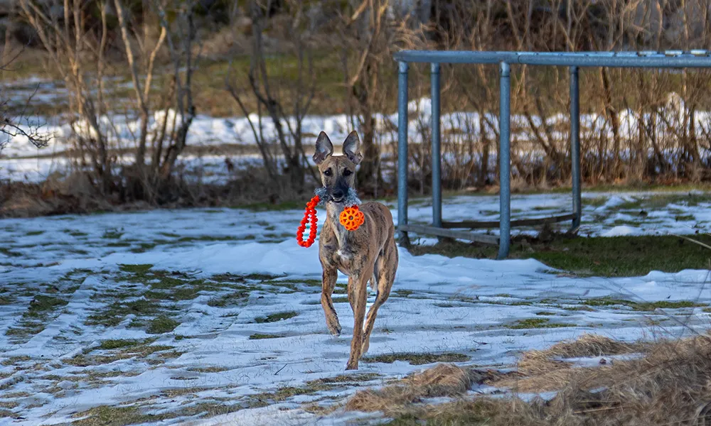 Så väljer du rätt leksak till din hund