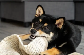 Bild för kategori Hundfoder