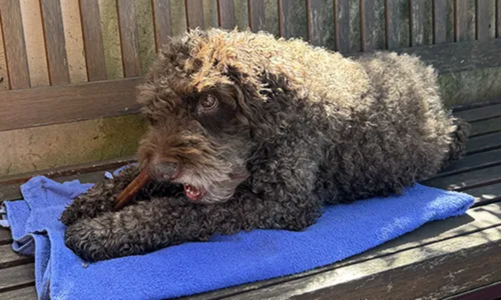 Tuggben i vårsolen – vilka tugg passar bäst utomhus?