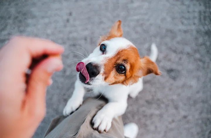 Bild för kategori Insektsprotein