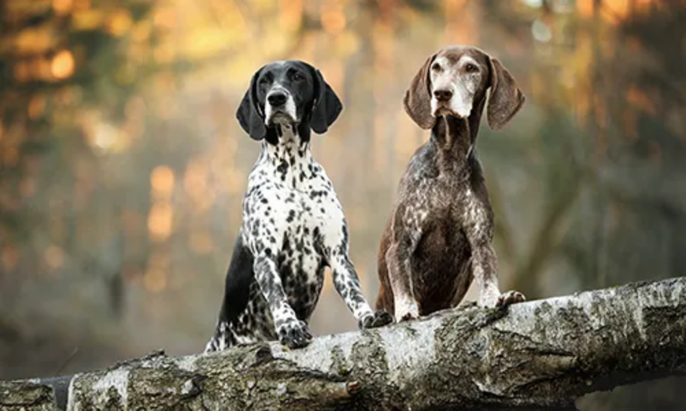 Upptäck skogen: Vad är en spårlina bra för egentligen?