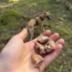 Mumsbitar av frystorkat kycklinghjärta från mush.  Lagom stora och väldigt goda för många hundar.