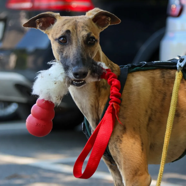 Söt whippet med en KongRåtta i munnen.