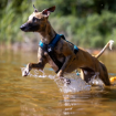 Bild på Non-stop dogwear Rush harness - hundsele för drag