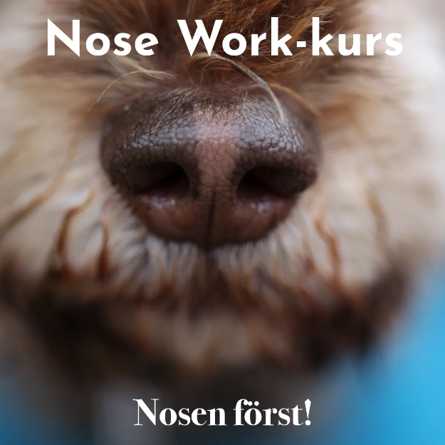 Kurs Nosen först