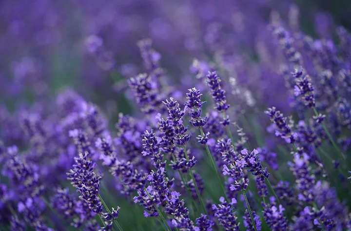 Bild för kategori Lavendel-hydrolat