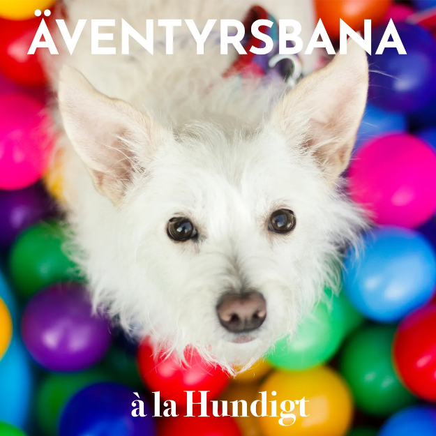 Förväntansfull hund i bollhav