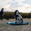 Hunden som inte tränar sitter och vilar på Trekking dog bed medan matte tränar brorsan.