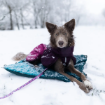 Hund som vilar på Trekking Dog Bed i snön. Vattentät nedåt gör det bekvämt.