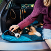 En fin berner sennen vilar på Trekking dog bed i bilen.
