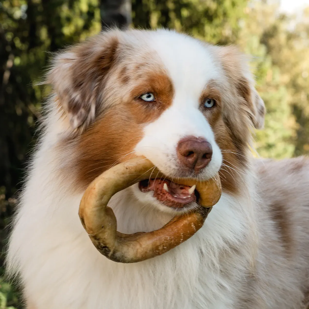 Aussie med stor nötring från Njord